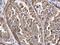 ADP Ribosylation Factor 1 antibody, PA5-22271, Invitrogen Antibodies, Immunohistochemistry frozen image 