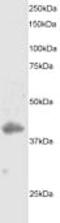 Dual Specificity Phosphatase 1 antibody, ab1351, Abcam, Western Blot image 