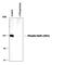 Glutamate Ionotropic Receptor AMPA Type Subunit 1 antibody, PPS007, R&D Systems, Western Blot image 