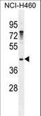 Growth arrest-specific protein 1 antibody, LS-C166376, Lifespan Biosciences, Western Blot image 