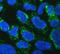 Transcription Factor A, Mitochondrial antibody, PB9447, Boster Biological Technology, Immunofluorescence image 