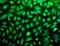 Erk1 antibody, NBP2-12728, Novus Biologicals, Immunofluorescence image 