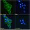 ATX2 antibody, NBP2-76807, Novus Biologicals, Immunocytochemistry image 