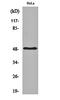 Pyruvate Dehydrogenase Kinase 1 antibody, orb162331, Biorbyt, Western Blot image 