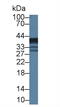 Epoxide Hydrolase 4 antibody, MBS2028069, MyBioSource, Western Blot image 