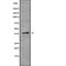 Tropomodulin 2 antibody, abx219019, Abbexa, Western Blot image 