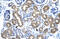 Chromobox 4 antibody, 27-261, ProSci, Enzyme Linked Immunosorbent Assay image 