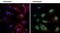 Heat Shock Protein Family B (Small) Member 1 antibody, PA5-17662, Invitrogen Antibodies, Immunofluorescence image 
