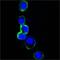 Erb-B2 Receptor Tyrosine Kinase 3 antibody, GTX83364, GeneTex, Immunofluorescence image 