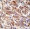 F-Box And WD Repeat Domain Containing 12 antibody, LS-C166094, Lifespan Biosciences, Immunohistochemistry frozen image 