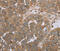 Natriuretic Peptide Receptor 2 antibody, MBS2521264, MyBioSource, Immunohistochemistry paraffin image 