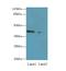 NGG1 Interacting Factor 3 Like 1 antibody, LS-C379828, Lifespan Biosciences, Western Blot image 