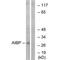 NAD(P)HX Epimerase antibody, PA5-49980, Invitrogen Antibodies, Western Blot image 