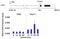 AKT Serine/Threonine Kinase 2 antibody, MA1-034, Invitrogen Antibodies, Chromatin Immunoprecipitation image 