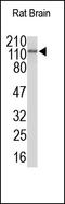 Myeloperoxidase antibody, 251875, Abbiotec, Western Blot image 