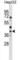 Wnt Family Member 6 antibody, abx028898, Abbexa, Western Blot image 