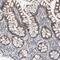 MAGE Family Member E2 antibody, PA5-56525, Invitrogen Antibodies, Immunohistochemistry frozen image 