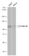 Cullin 4B antibody, GTX129297, GeneTex, Western Blot image 