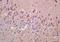 Vav Guanine Nucleotide Exchange Factor 3 antibody, orb101249, Biorbyt, Immunohistochemistry paraffin image 