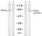 Protein Kinase C Beta antibody, 79-183, ProSci, Western Blot image 