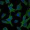 Mitogen-Activated Protein Kinase Kinase 6 antibody, NBP2-37638, Novus Biologicals, Immunofluorescence image 