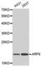 ADP Ribosylation Factor 6 antibody, abx000941, Abbexa, Western Blot image 