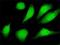 Sirtuin 2 antibody, H00022933-M01, Novus Biologicals, Immunofluorescence image 