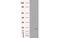 Rho GDP Dissociation Inhibitor Alpha antibody, MBS533893, MyBioSource, Western Blot image 