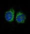 Nuclear Receptor Subfamily 4 Group A Member 2 antibody, LS-C99204, Lifespan Biosciences, Immunofluorescence image 