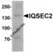 IQ Motif And Sec7 Domain 2 antibody, 8011, ProSci, Western Blot image 