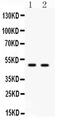 E2F Transcription Factor 3 antibody, PA5-79180, Invitrogen Antibodies, Western Blot image 