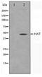 Histone acetyltransferase type B catalytic subunit antibody, TA347486, Origene, Western Blot image 