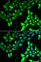 Kinesin Family Member 2B antibody, 15-097, ProSci, Immunofluorescence image 