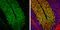 Inositol 1,4,5-Trisphosphate Receptor Type 1 antibody, GTX133161, GeneTex, Immunohistochemistry frozen image 