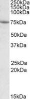 PTGES3L-AARSD1 antibody, TA311194, Origene, Western Blot image 