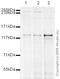 Kinesin-like protein KIF11 antibody, ab51976, Abcam, Western Blot image 