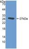 Elastin Microfibril Interfacer 2 antibody, abx131040, Abbexa, Western Blot image 