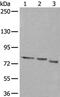 Quiescin Sulfhydryl Oxidase 1 antibody, PA5-67529, Invitrogen Antibodies, Western Blot image 