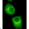RAB2A, Member RAS Oncogene Family antibody, LS-C814113, Lifespan Biosciences, Immunocytochemistry image 
