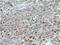 Thyroid Stimulating Hormone Subunit Beta antibody, 27288-1-AP, Proteintech Group, Immunohistochemistry frozen image 