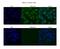 G Protein Nucleolar 3 Like antibody, PA5-44941, Invitrogen Antibodies, Immunofluorescence image 