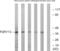 Purinergic Receptor P2Y13 antibody, abx015464, Abbexa, Western Blot image 