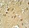 Secernin 1 antibody, LS-C162903, Lifespan Biosciences, Immunohistochemistry paraffin image 