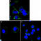 Reticulon 3 antibody, LS-C814072, Lifespan Biosciences, Immunofluorescence image 