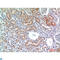 Dipeptidyl Peptidase 4 antibody, LS-C813366, Lifespan Biosciences, Western Blot image 