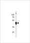 Beta-Actin antibody, LS-C204062, Lifespan Biosciences, Western Blot image 