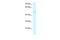 Ameloblastin antibody, PA5-70532, Invitrogen Antibodies, Western Blot image 