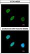 BRF2 RNA Polymerase III Transcription Initiation Factor Subunit antibody, GTX116223, GeneTex, Immunocytochemistry image 