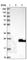 BAALC Binder Of MAP3K1 And KLF4 antibody, HPA027132, Atlas Antibodies, Western Blot image 