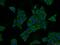 Sorcin antibody, 16471-1-AP, Proteintech Group, Immunofluorescence image 